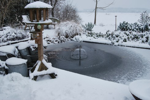 Bart de Boer maakte deze mooie foto in zijn tuin. Foto: Bart de Boer