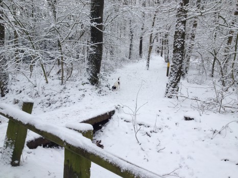 Diny Does maakte met haar hondje zondagmiddag een wandeling bij Appelbergen. Aan OOG TV laat ze weten: 'Een mooi zoekplaatje: zien jullie de hond?'