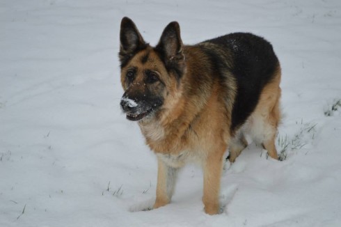 Tijdens een wandeling maakte Lotte Julsing deze mooie foto van haar hond. Foto: Lotte Julsing