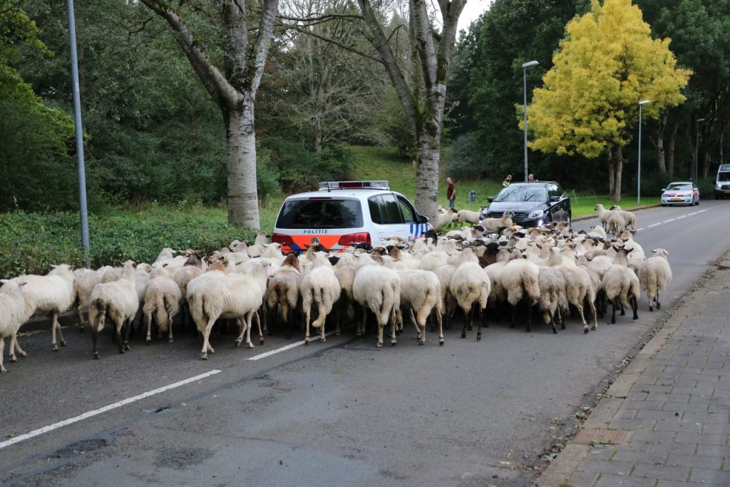 Schapen kudde politie