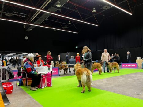 Honderden Honden En Hun Baasjes Strijden Dit Weekend Om De Prijzen In ...